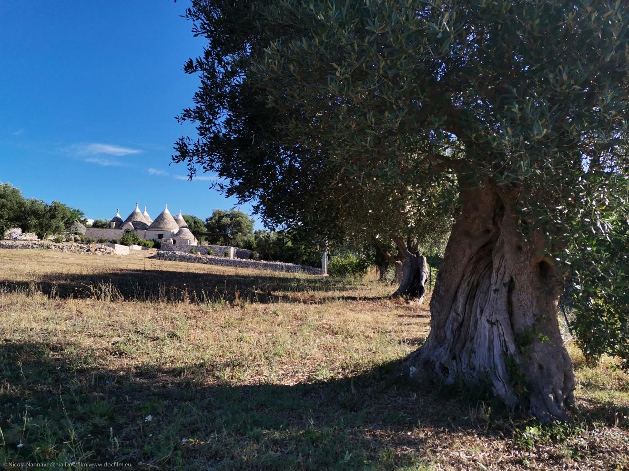 Trullo Mela Comfort, 6 People, 10 Minutes Alberobello
